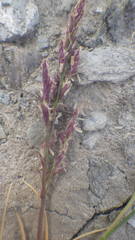 Puccinellia maritima