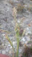 Puccinellia maritima