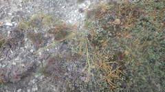 Puccinellia maritima