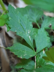 Geum urbanum