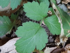 Geum urbanum