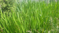 Sparganium erectum