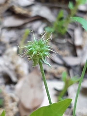 Geum urbanum