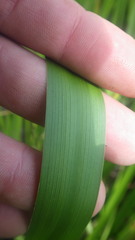 Sparganium erectum