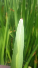Sparganium erectum