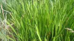 Sparganium erectum