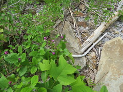 Clematis cumberlandensis