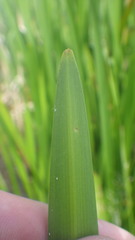 Sparganium erectum