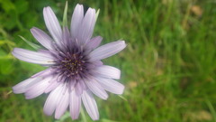 Tragopogon eriospermus