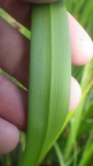 Sparganium erectum