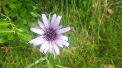 Tragopogon eriospermus