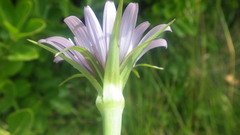 Tragopogon eriospermus