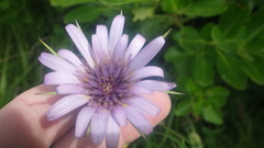 Tragopogon eriospermus