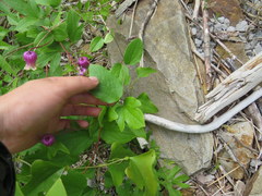 Clematis cumberlandensis