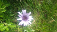 Tragopogon eriospermus