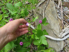 Clematis cumberlandensis