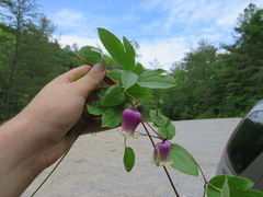 Clematis cumberlandensis