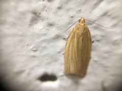 Clepsis clemensiana