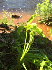 Arisaema stewardsonii