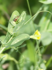 Lathyrus aphaca