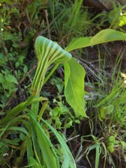 Arisaema stewardsonii
