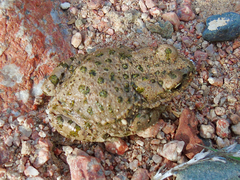 Bufotes pewzowi