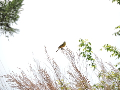 Motacilla flava
