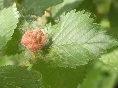 Tetraneura caerulescens