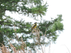 Motacilla flava