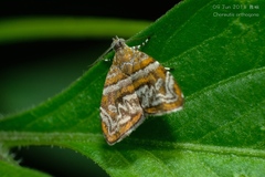 Choreutis orthogona