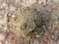 Bufotes pewzowi