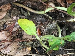 Ischnoptera bilunata