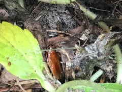 Ischnoptera bilunata