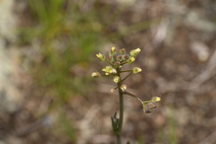 Lepidium sativum