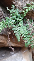 Asplenium obovatum