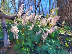 Dicentra cucullaria