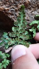 Asplenium obovatum