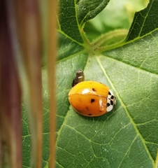 Harmonia axyridis