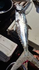 Scomberomorus sierra