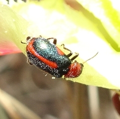 Collops vittatus