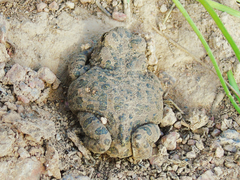 Bufotes pewzowi