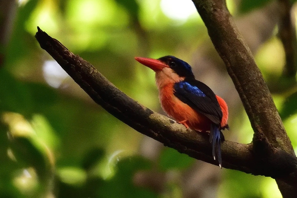 Red-breasted Paradise-Kingfisher photo
