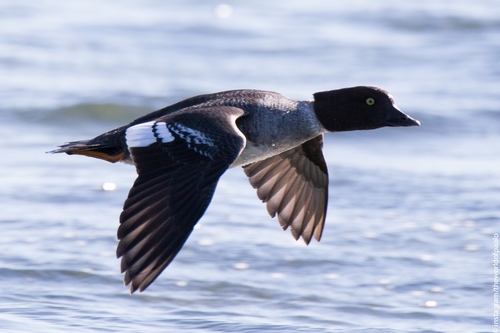 Porrón islándico (Bucephala islandica)