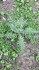 Carduus acanthoides