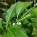 Solanum aphyodendron - Photo 由 Thalia M. Mite 所上傳的 (c) Thalia M. Mite，保留部份權利CC BY
