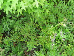 Ligusticum canadense