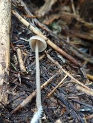 Mycena hudsoniana