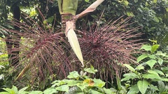 Prestoea