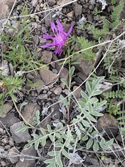 Psephellus turgaicus