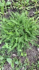 Achillea millefolium